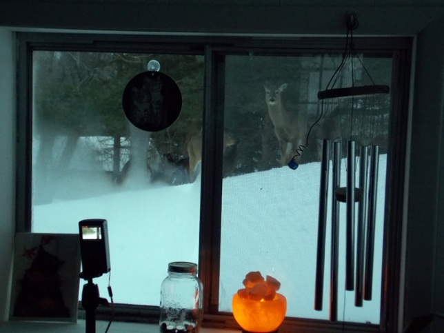Window showing deer outside.