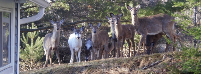Several Deer in a line atop a small hill.